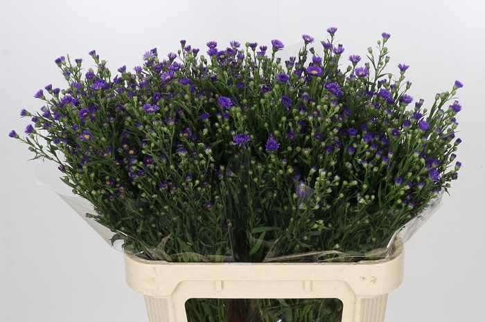 <h4>Aster Casamare</h4>