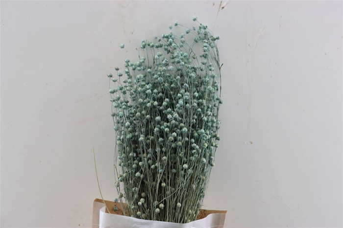 <h4>Dried Lino Vlas Frosted Light Blue Bunch Slv</h4>