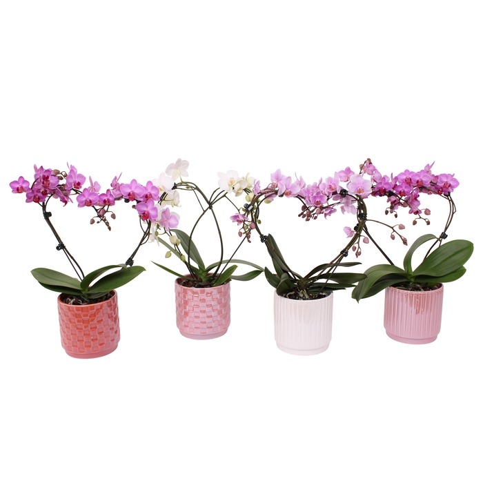 <h4>Phal. Multi vorm mix "Blossoming Heart" in keramiek BGC060</h4>