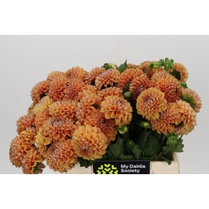 Dahlia Cornel Bronze