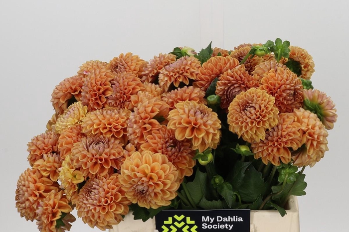 <h4>Dahlia Cornel Bronze</h4>