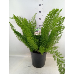 Asparagus dens. 'Meyers'