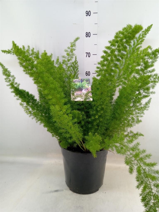 <h4>Asparagus dens. 'Meyers'</h4>