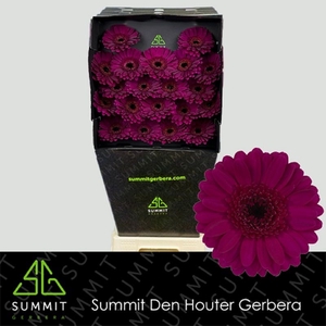Germini Impact Diamond