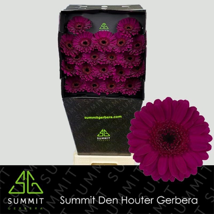 <h4>Germini Impact Diamond</h4>