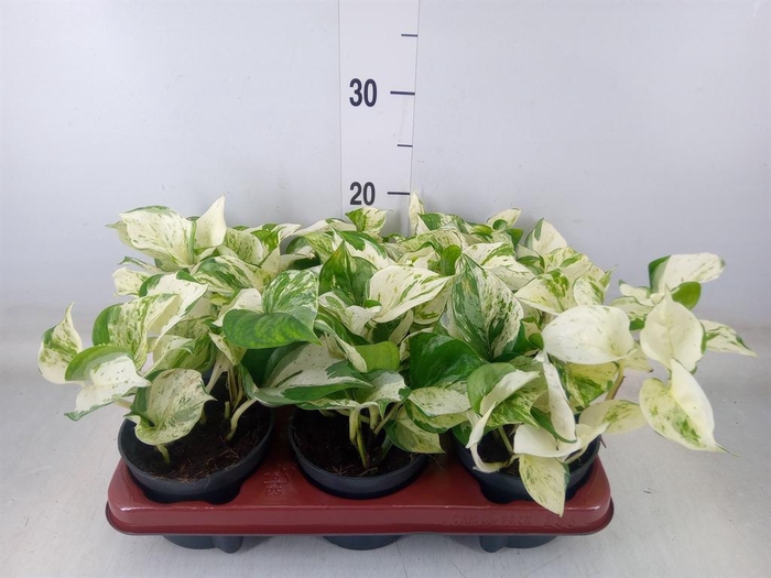 <h4>Epipremnum pinn. 'Happy Leaf'</h4>