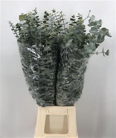 <h4>Euca Pulverulenta 300</h4>