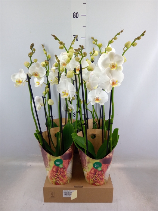 <h4>Phalaenopsis   ...white</h4>