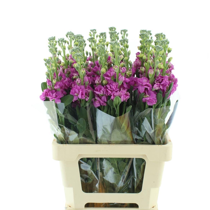 Matthiola Incana Rose