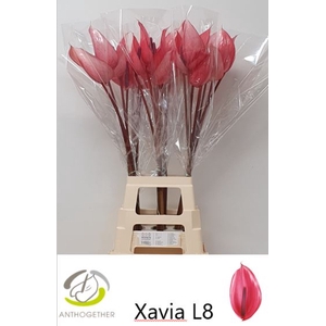 ANTH A XAVIA 20 XXL