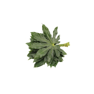 Aralia Small Blauw