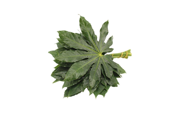 <h4>Aralia Small Blauw</h4>