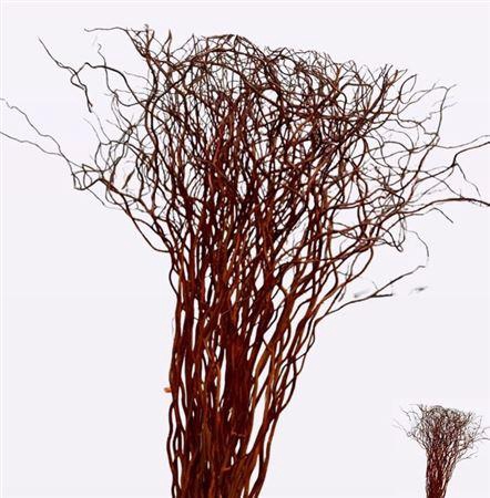 <h4>Salix Golden Curls</h4>