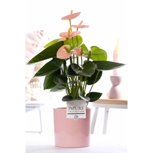 Anthurium pink (Spirit) in P&PURE Essential ceramics pink