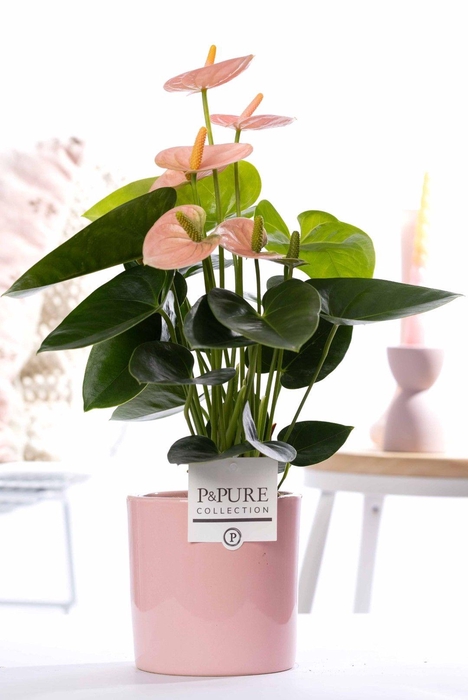 <h4>Anthurium pink (Spirit) in P&PURE Essential ceramics pink</h4>