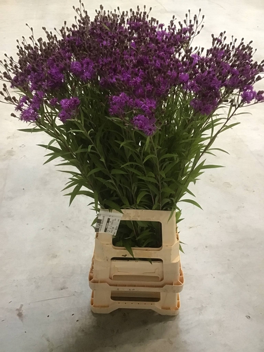 VERNONIA CRINITA