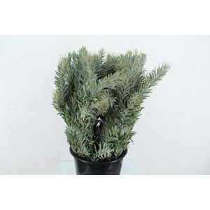 ACACIA MIMOSA LUNA DI ARGENTO 200GR