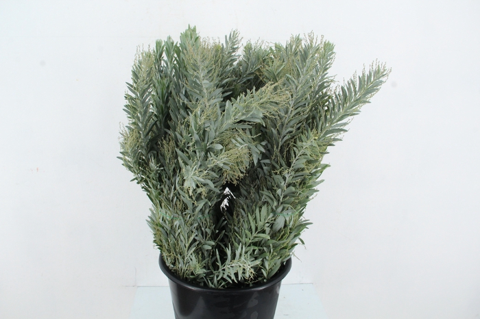 <h4>ACACIA MIMOSA LUNA DI ARGENTO 200GR</h4>