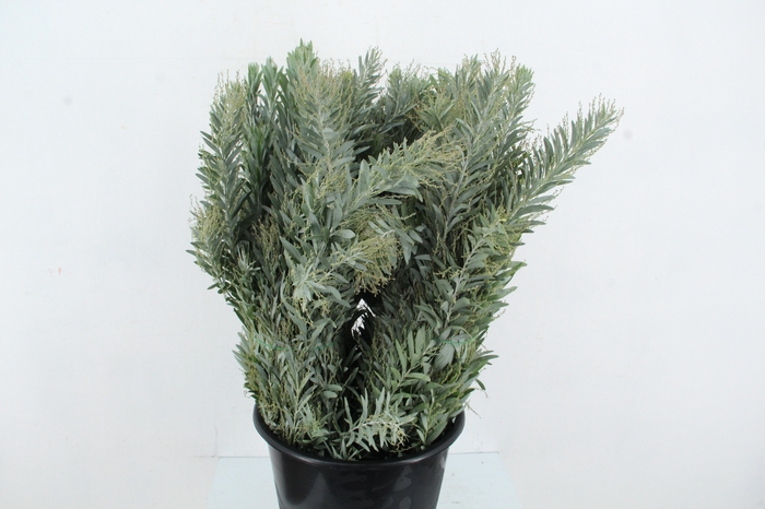 <h4>ACACIA MIMOSA LUNA DI ARGENTO 200GR</h4>
