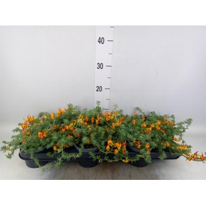 Lotus corniculatus