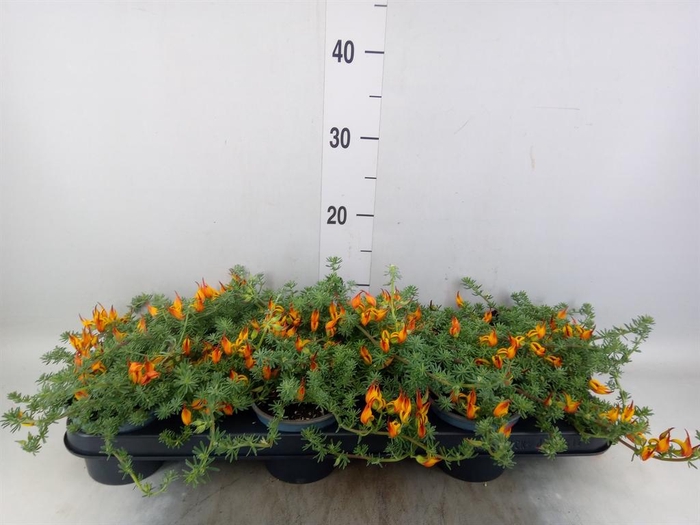 <h4>Lotus corniculatus</h4>
