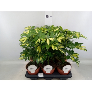 Ficus binn. 'Amstel King'