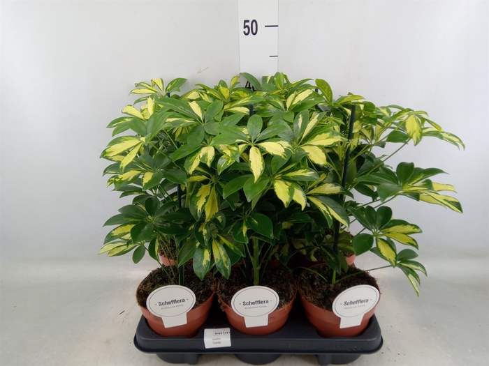 <h4>Ficus binn. 'Amstel King'</h4>