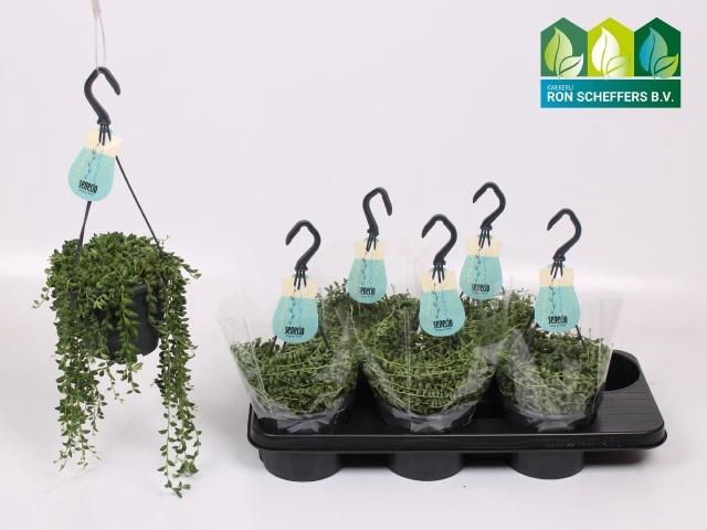 <h4>SENEC HERREIANUS</h4>