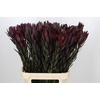 Leucadendron Saf Sunset Dark R.