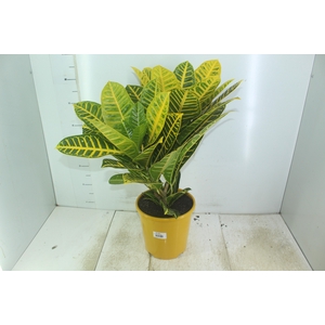 CROTON CANARINHO P24