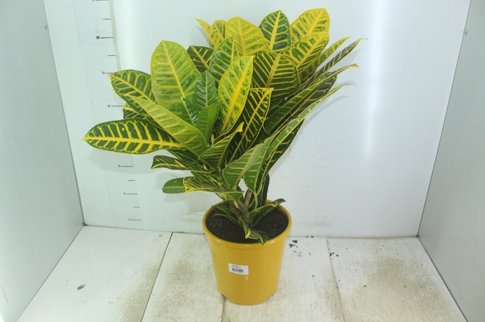 <h4>CROTON CANARINHO P24</h4>