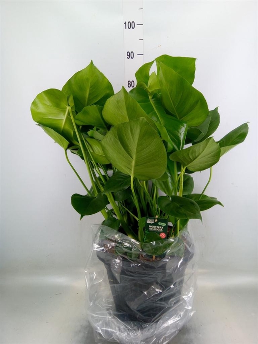 <h4>Monstera delic.</h4>