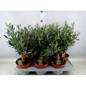 Olea europaea