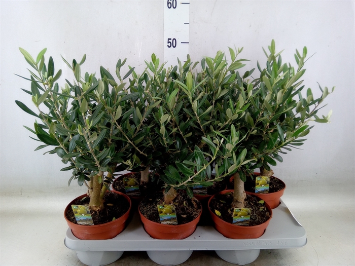 <h4>Olea europaea</h4>