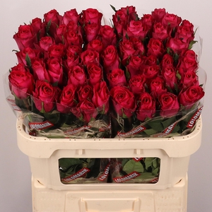 R GR MADAM CERISE