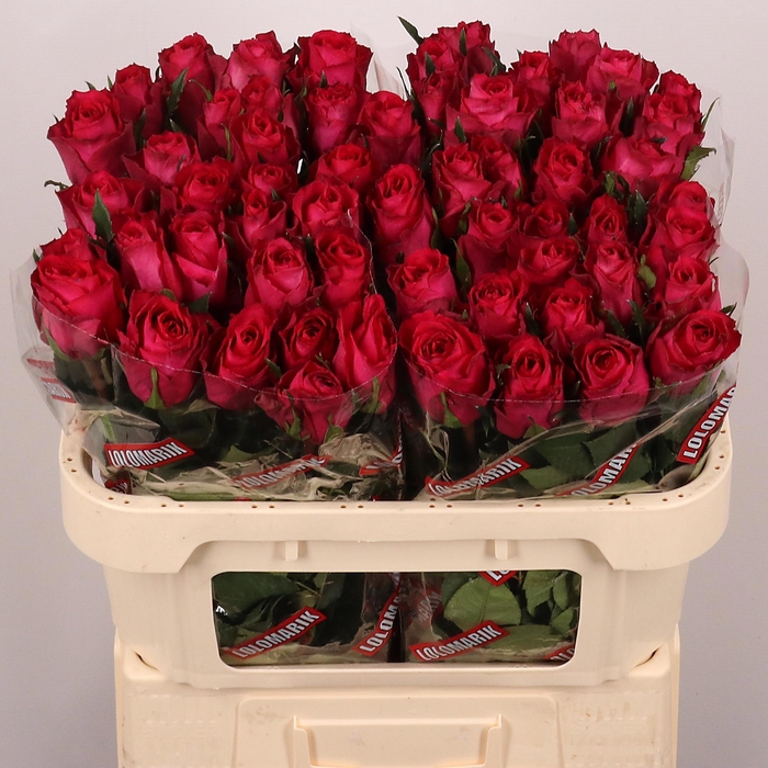 <h4>R GR MADAM CERISE</h4>