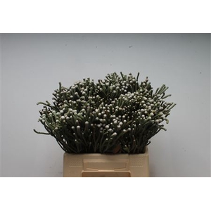 Kaaps Brunia Silver Young