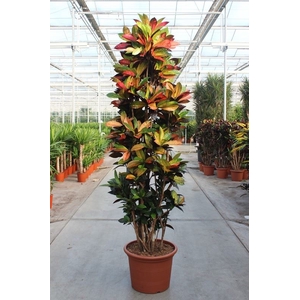 Codiaeum Mrs Iceton