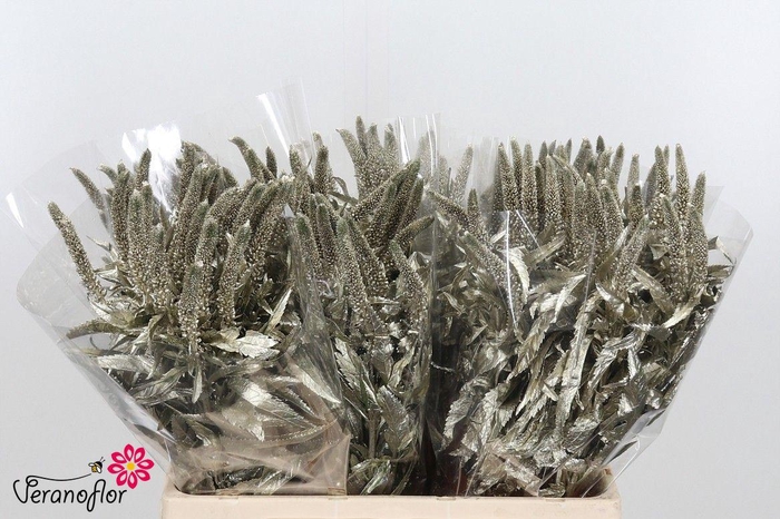 <h4>SNIJBL OV KLB H% BS</h4>