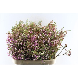 Chamelaucium Adi Pink