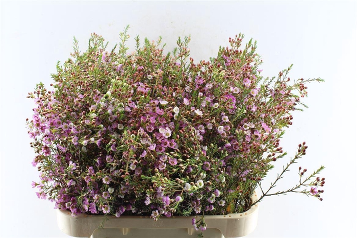 <h4>Chamelaucium Adi Pink</h4>