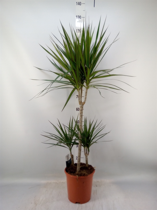 <h4>Dracaena marg.</h4>
