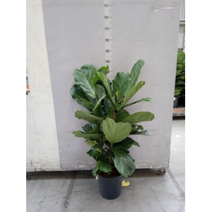 Ficus lyrata