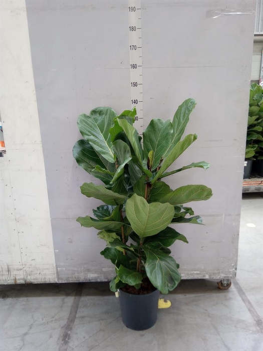 <h4>Ficus lyrata</h4>