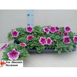 PET ROSE PINK SURFIN