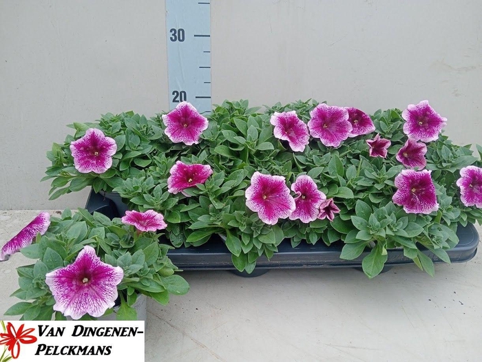 <h4>PET ROSE PINK SURFIN</h4>