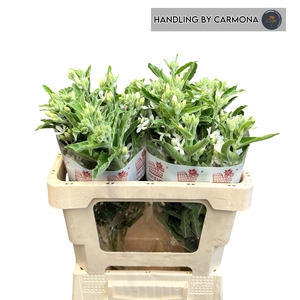 OXY CO PERF WHI HARM