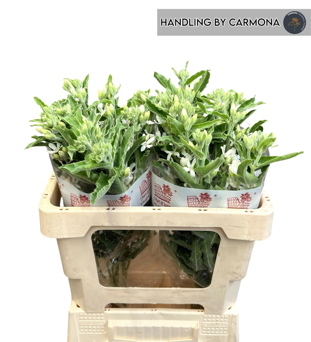 <h4>OXY CO PERF WHI HARM</h4>