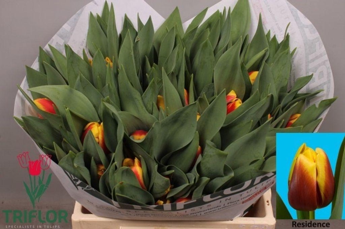 <h4>Tulipa si residence</h4>