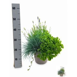 Plantes vivaces et Plantes à massif mélangé in pot
